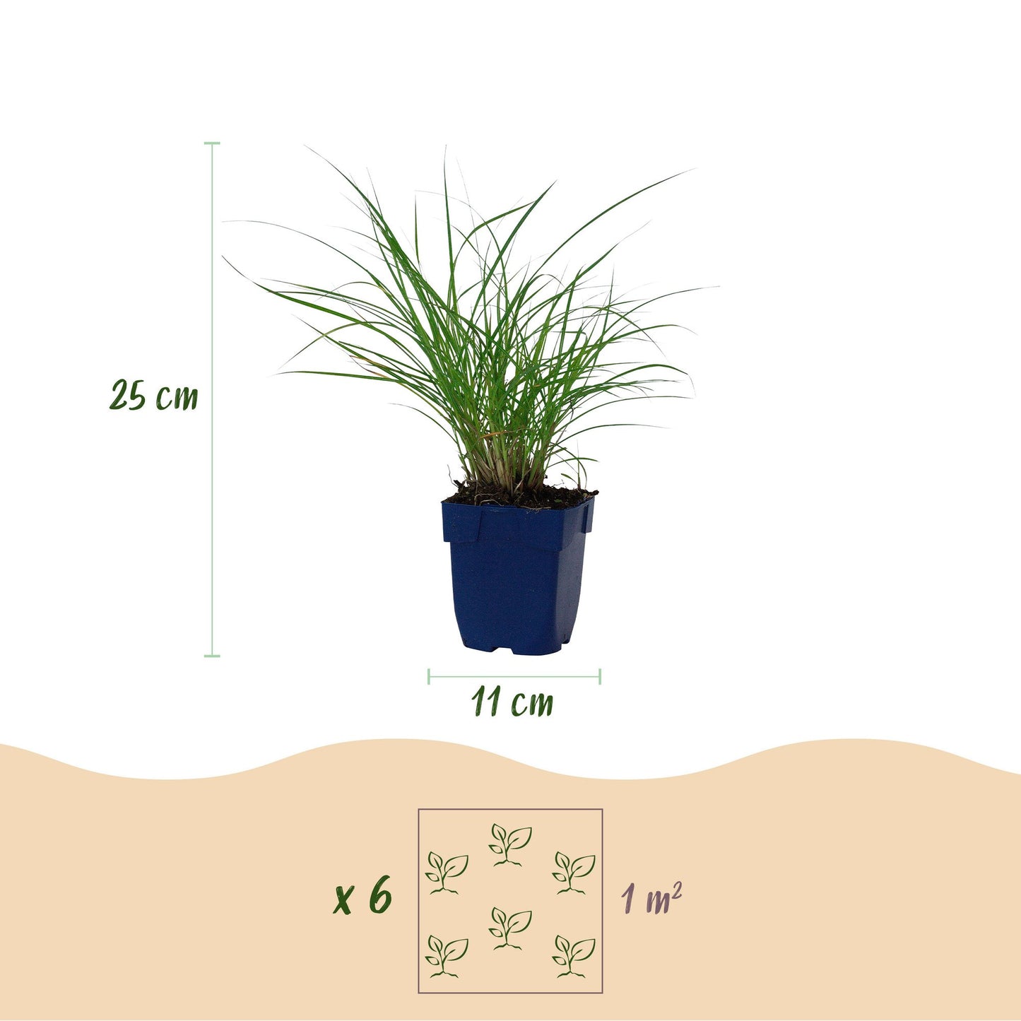 Miscanthus sin. Red Chief. Infographie détaillant la hauteur (25 cm) et le diamètre du pot (11 cm) pour un plant. Recommande 6 plants par m²