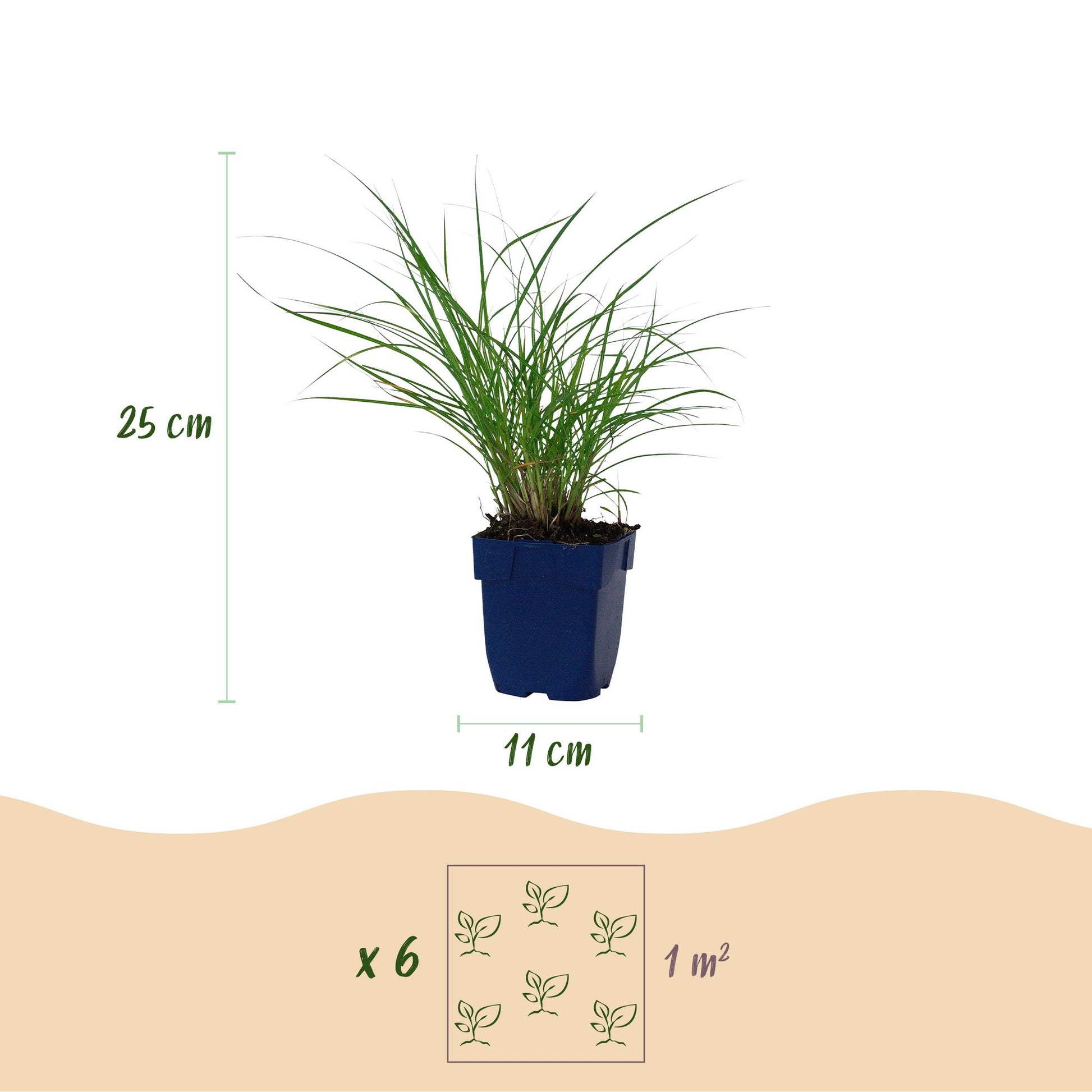 Miscanthus sin. Red Chief. Infographie détaillant la hauteur (25 cm) et le diamètre du pot (11 cm) pour un plant. Recommande 6 plants par m²