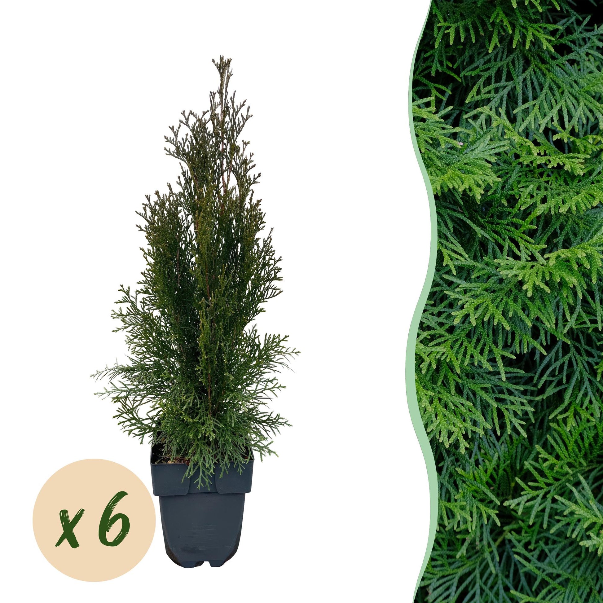 Thuja occidentalis Smaragd en pot avec une bulle indiquant la quantité « x 6 », et un fond de feuillage dense et vert en arrière-plan.