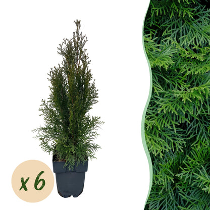 Thuja occidentalis Smaragd en pot avec une bulle indiquant la quantité « x 6 », et un fond de feuillage dense et vert en arrière-plan.