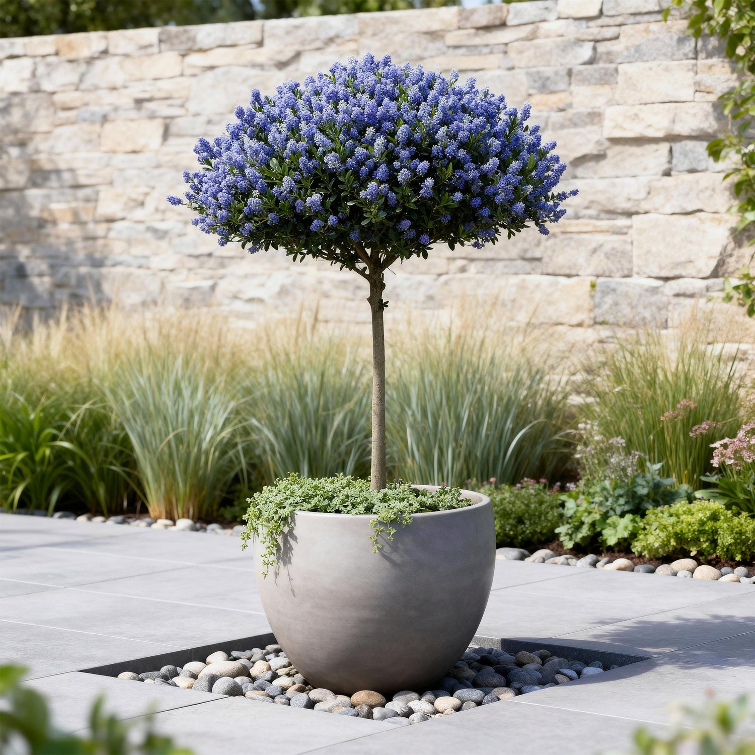 Ceanothus thyrsiflorus Repens, plante sur tige aux fleurs violettes, dans un pot gris sur une terrasse moderne, avec un mur en pierre en arr