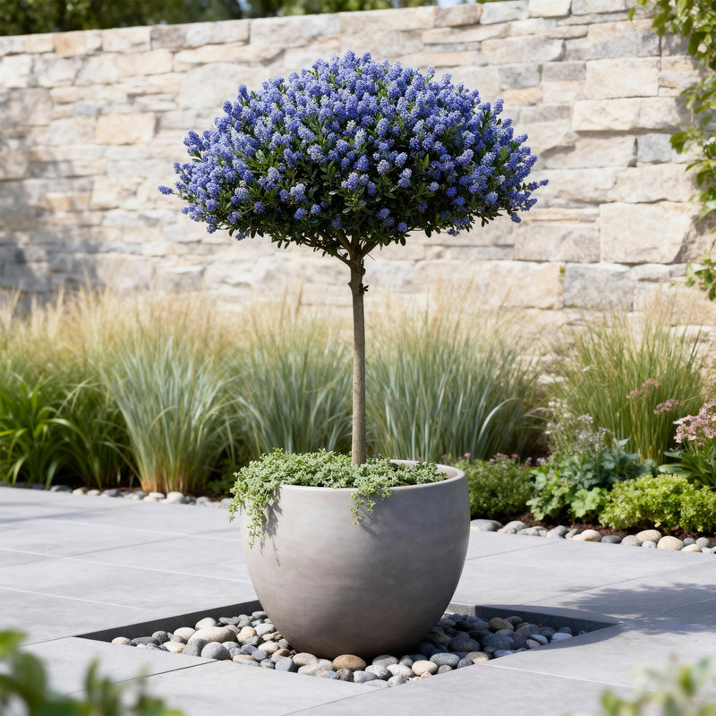Céanothe Repens (Ceanothus), arbuste fleuri méditerranéen, fleurs violettes, Pot 19 cm, Hauteur 90 cm