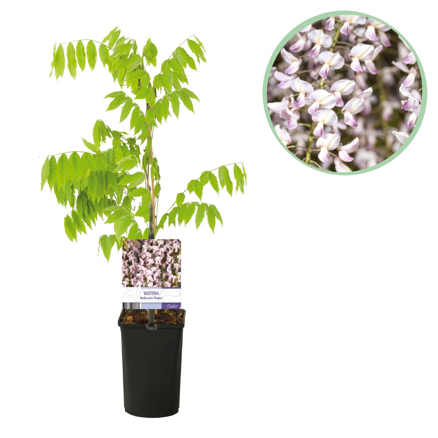 Glycine Wisteria floribunda Rosea en pot sur fond blanc, avec un zoom sur ses fleurs roses pâles et blanches.