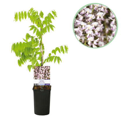 Glycine Wisteria floribunda Rosea en pot sur fond blanc, avec un zoom sur ses fleurs roses pâles et blanches.