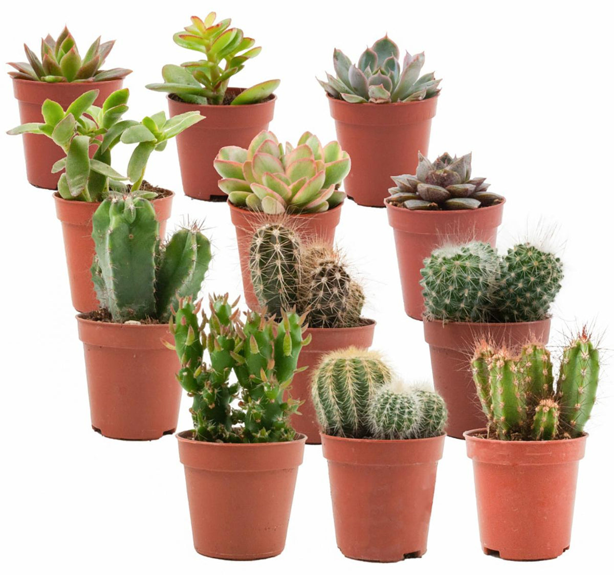 Mélange de cactus et succulentes en pot de 5,5 cm, 12 plantes