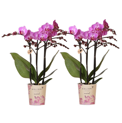 Orchidée Phalaenopsis violette en pot