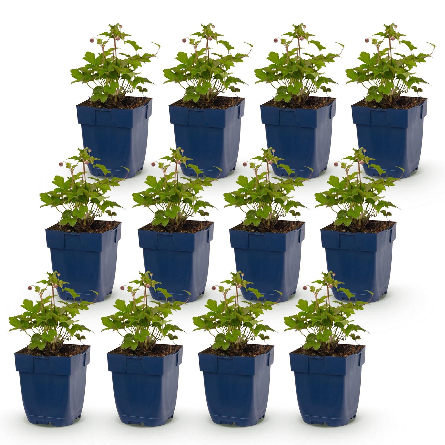 Anémone du Japon 'Splendens', un lot de douze plants en pots bleus, alignés sur un fond blanc uni, prêts à être plantés.