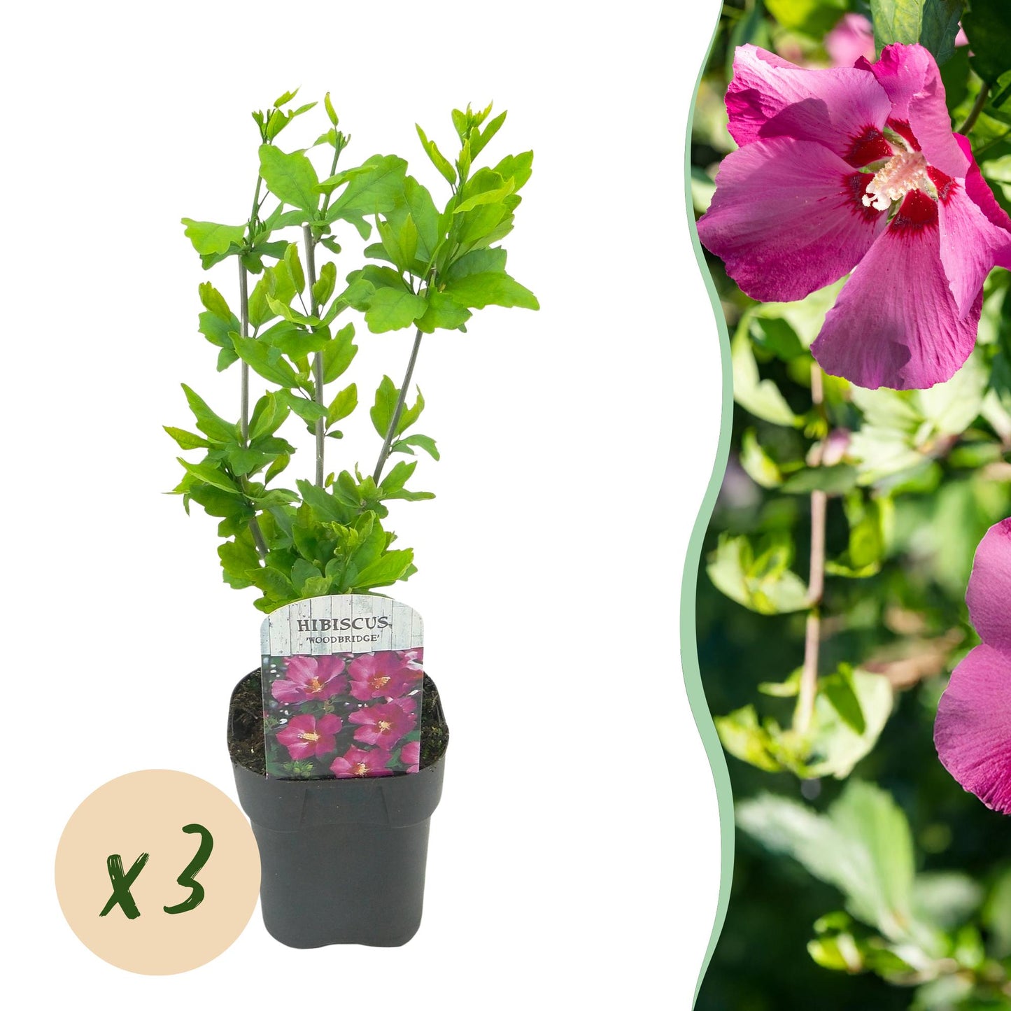 Hibiscus syriacus Woodbridge en pot, avec pastille 'x3', à côté d'une photo gros plan de ses fleurs rose vif.