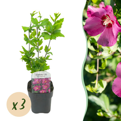 Hibiscus syriacus Woodbridge en pot, avec pastille 'x3', à côté d'une photo gros plan de ses fleurs rose vif.