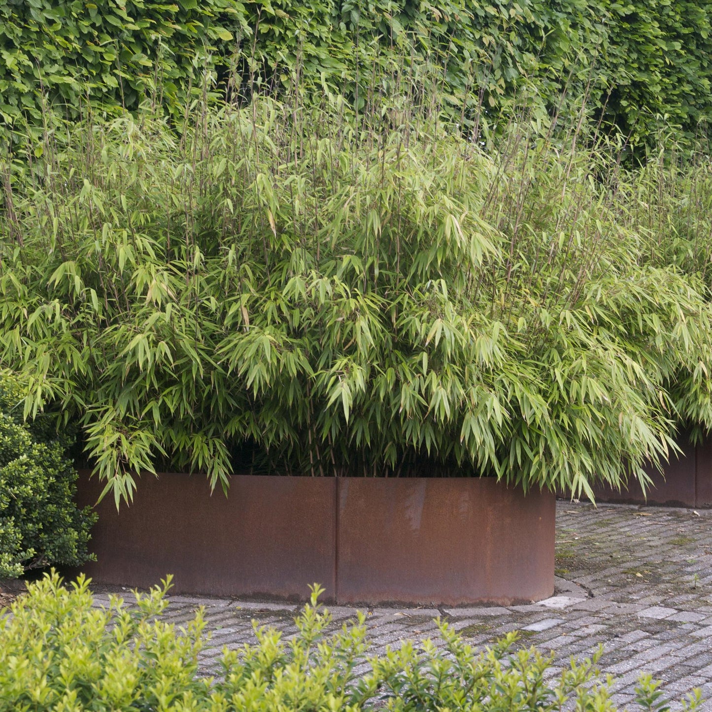 Fargesia nitida Black Dragon en massif dans de grandes jardinières rouille, ajoutant une touche verte et naturelle au jardin.