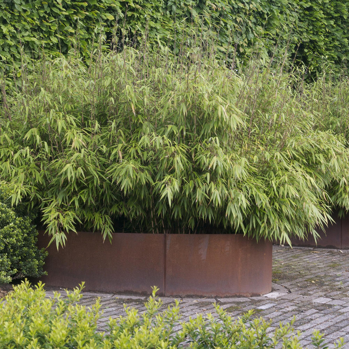 Fargesia nitida Black Dragon en massif dans de grandes jardinières rouille, ajoutant une touche verte et naturelle au jardin.