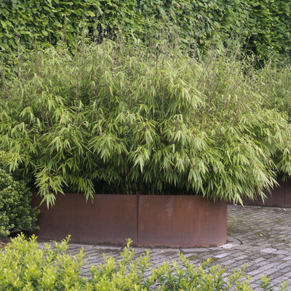 Fargesia nitida Black Dragon en massif dans de grandes jardinières rouille, ajoutant une touche verte et naturelle au jardin.