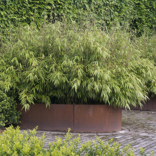Fargesia nitida Black Dragon en massif dans de grandes jardinières rouille, ajoutant une touche verte et naturelle au jardin.