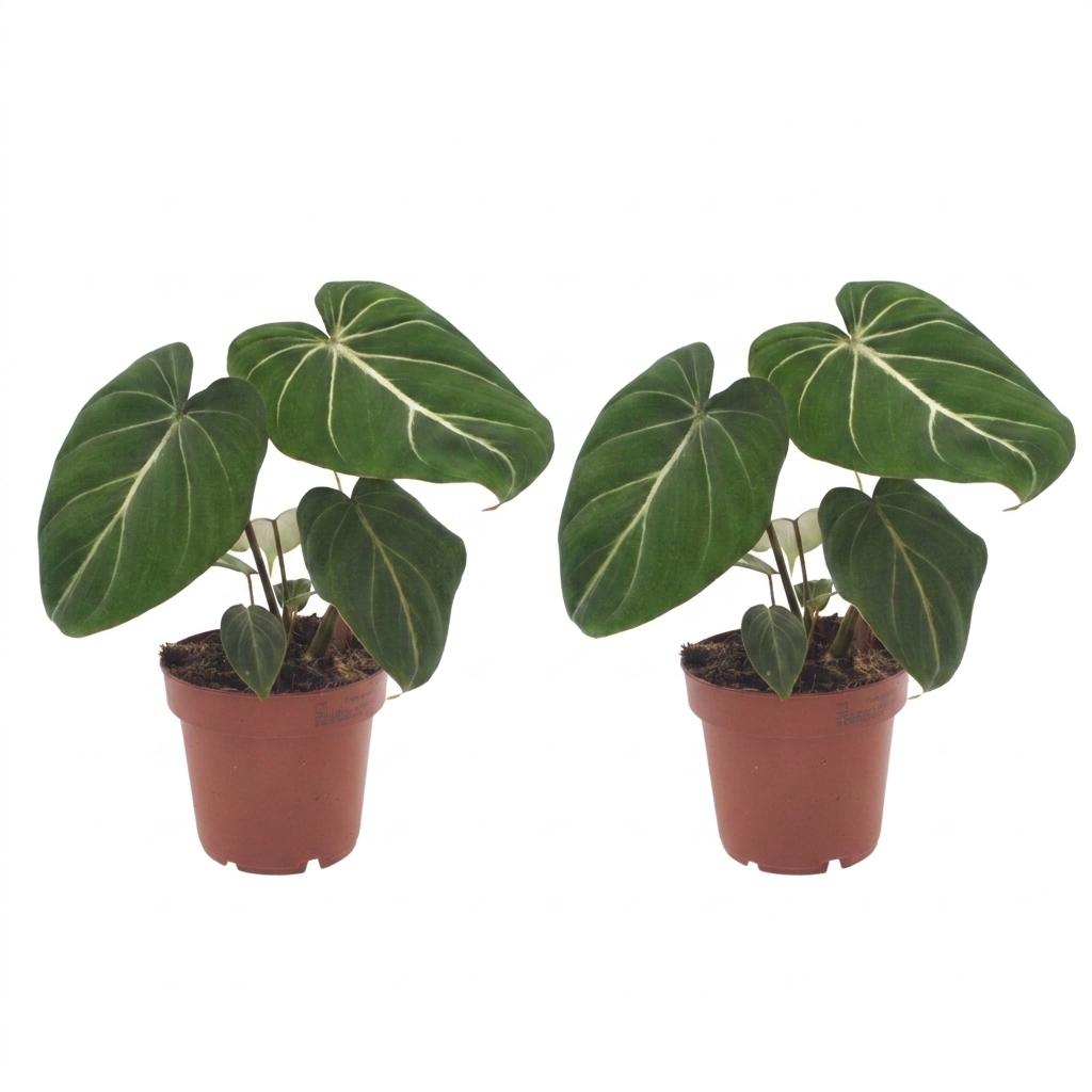 Philodendron Gloriosum - Pot de 12cm