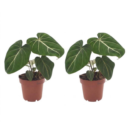 Philodendron Gloriosum - Pot de 12cm
