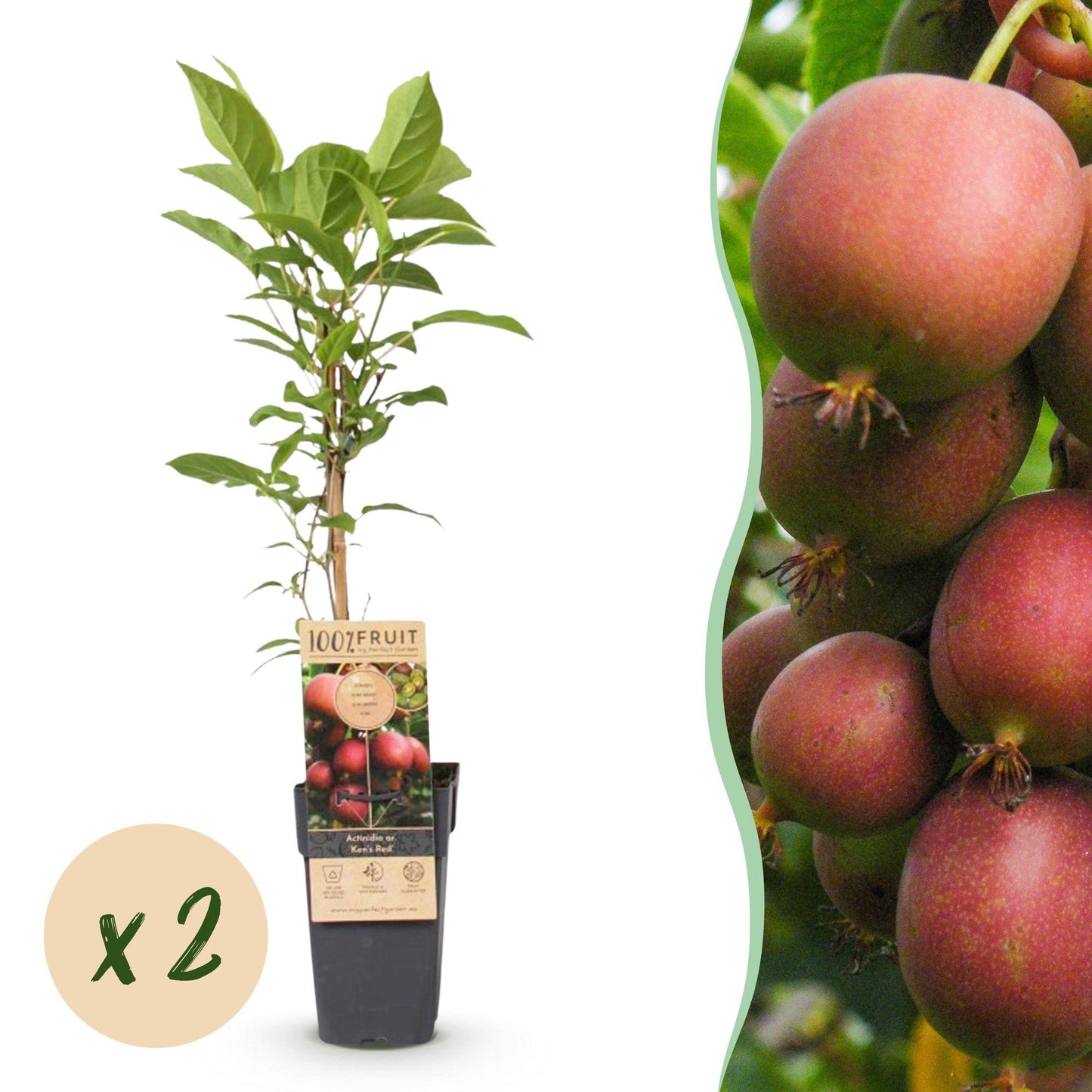 Kiwi Actinidia deliciosa Ken's Red, plant en pot avec l'étiquette. Une pastille en bas à gauche indique 'x2'. À droite, gros plan de fruits 