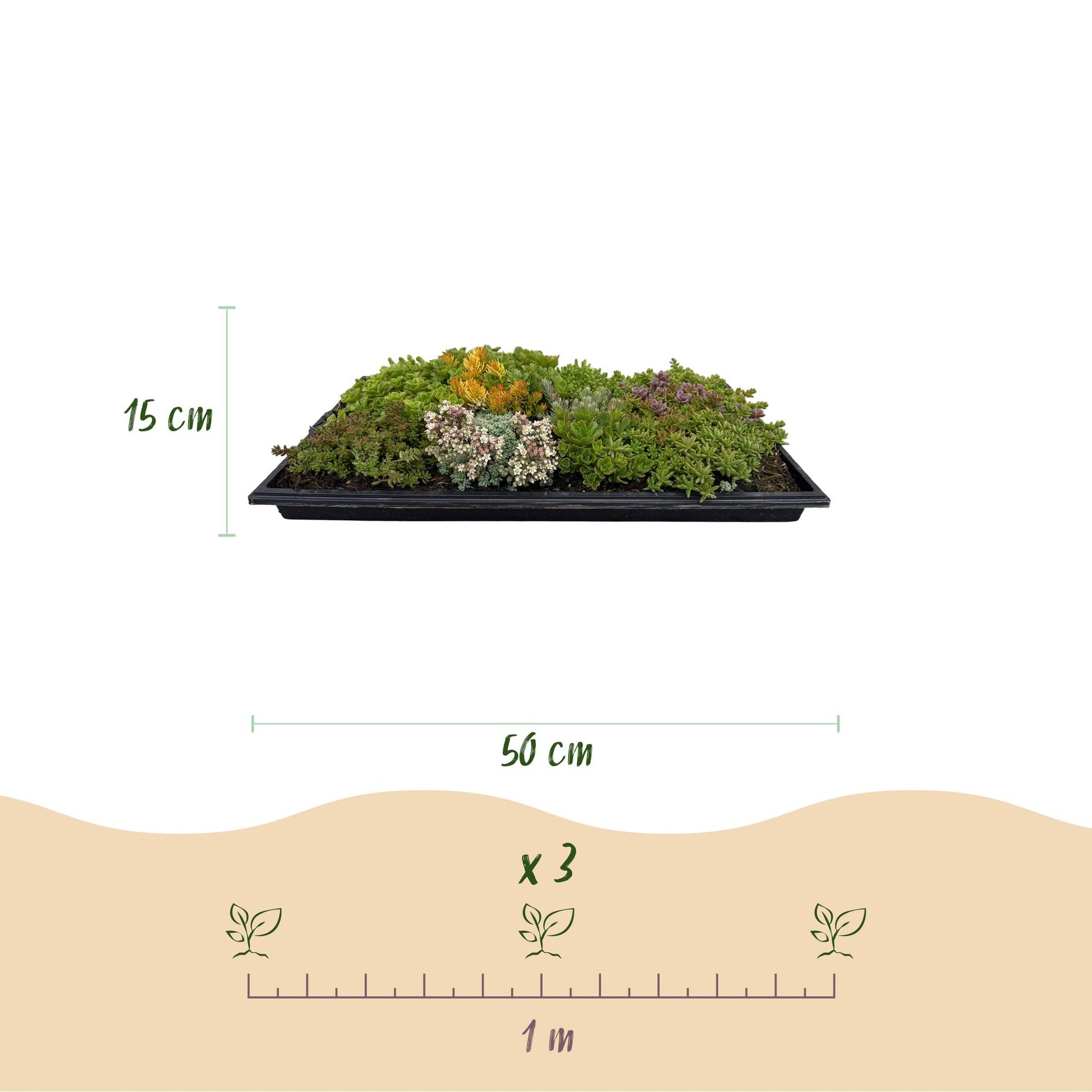 Tapis de Sedum, avec ses dimensions : 50 cm de long, 30 cm de large, 15 cm de haut, et un espacement de 1 mètre.