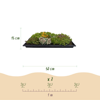 Tapis de Sedum, avec ses dimensions : 50 cm de long, 30 cm de large, 15 cm de haut, et un espacement de 1 mètre.
