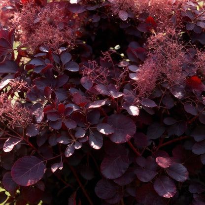 Cotinus coggyria Lilla. Gros plan sur les feuilles caduques violet intense et les inflorescences vaporeuses roses de cette plante de jardin.
