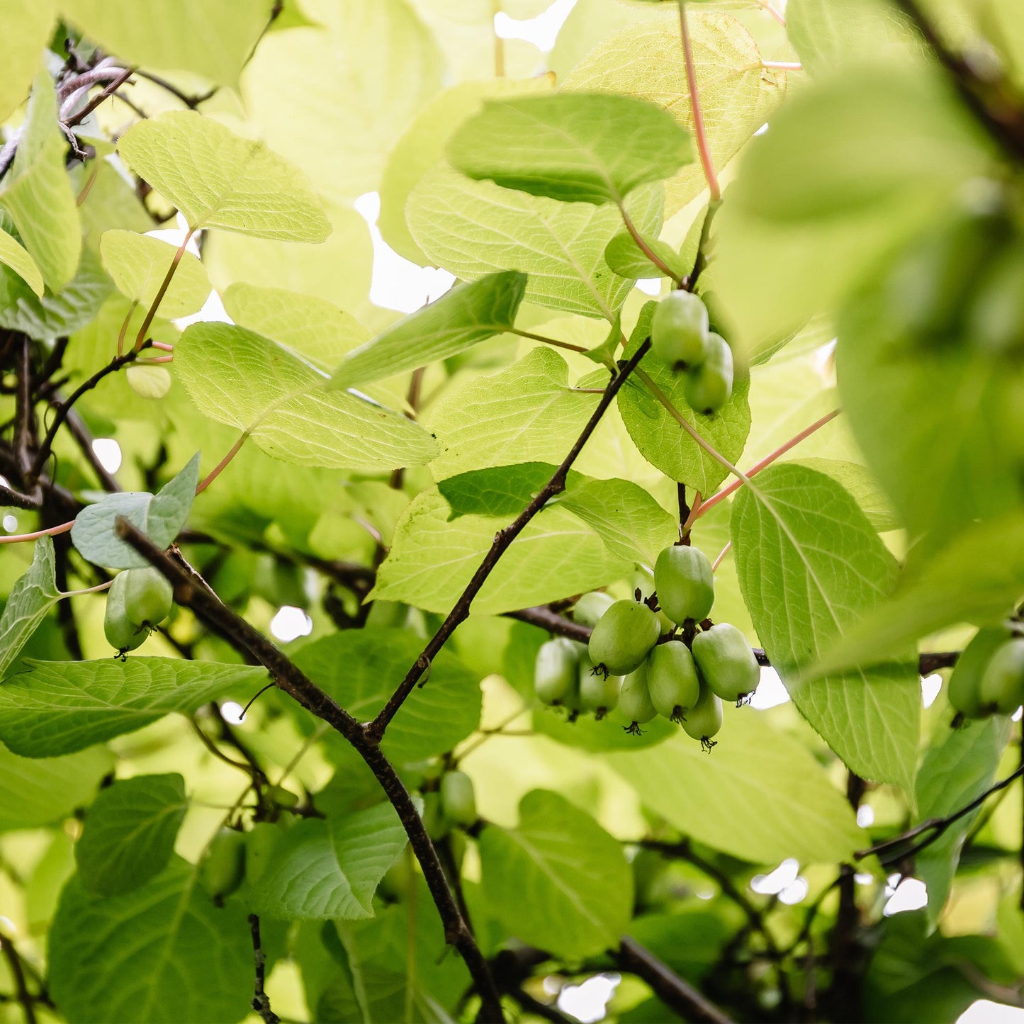Actinidia arguta Issai. Gros plan sur les kiwis verts et les feuilles lumineuses de cette plante fruitière.
