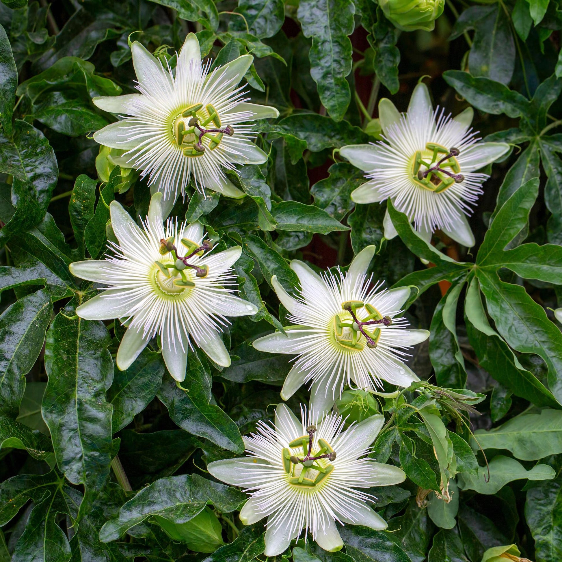 Passiflora Avalanche : Gros plan sur plusieurs magnifiques fleurs blanches, avec leurs filaments délicats et leur centre vert et violet, ent
