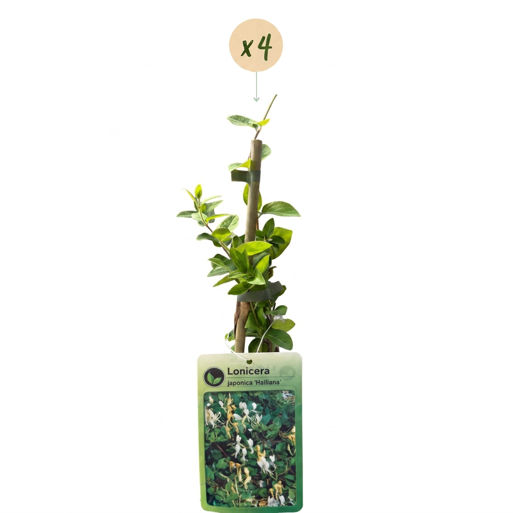 Chèvrefeuille du Japon 'Halliana' (Lonicera japonica) - grimpante persistante parfumée