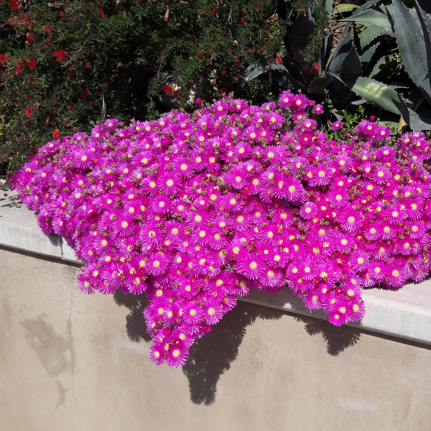 Delosperma aux fleurs magenta vif en pleine floraison, débordant d'une jardinière en pierre sous un soleil éclatant.