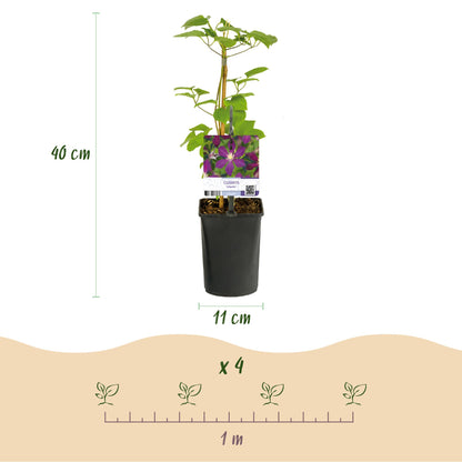 Clématite Mikelite : infographie détaillant la hauteur du plant (40 cm), le diamètre du pot (11 cm) et l'espacement de plantation (4 plants 