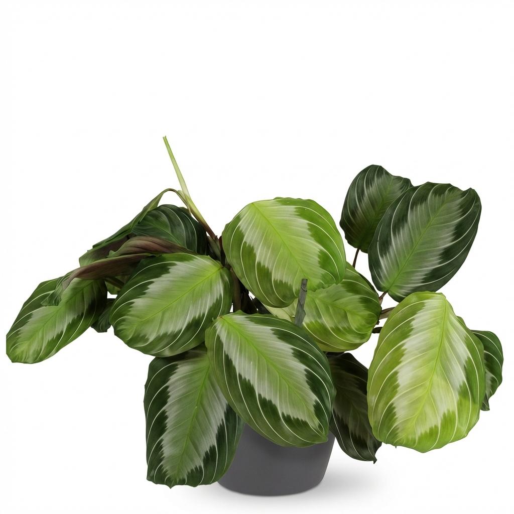 Plante d'intérieur - Maranta Fascinator Silverband - Plante de prière - Plante amie des animaux - Verte - 1 Plante - avec Pot Gris - Pot 12cm - Hauteur 25cm