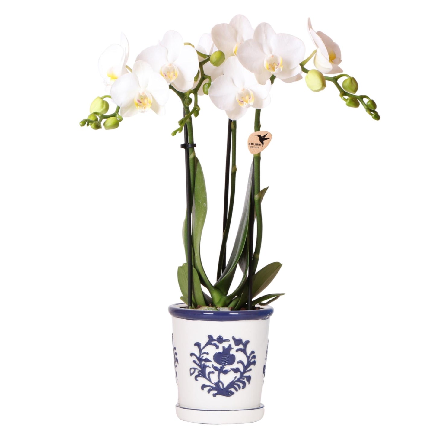 Orchidée Phalaenopsis blanche avec cache-pot Malaga bleu