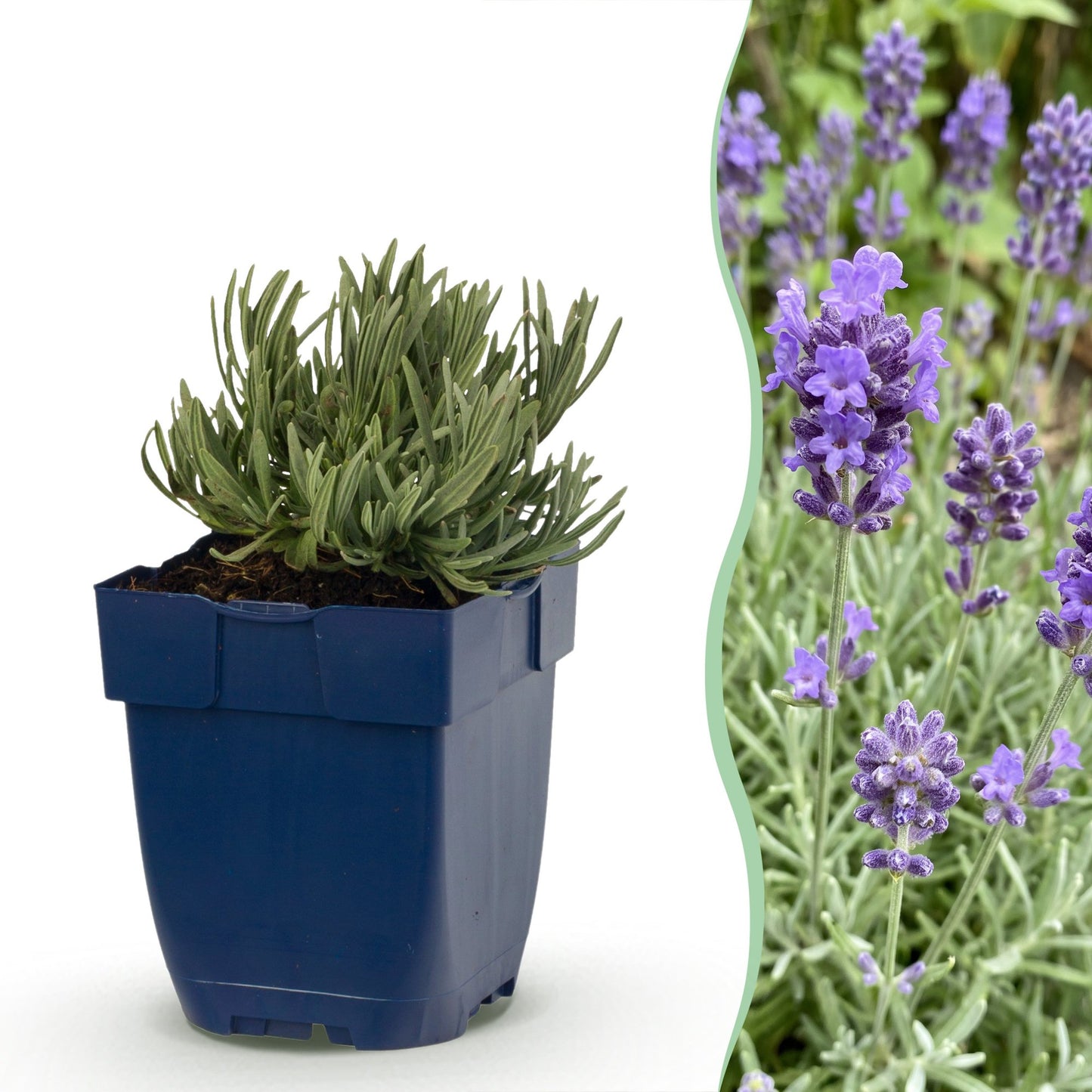 Lavande Dwarf Blue : Jeune plant en pot bleu sur fond blanc, accolé à une photo en gros plan de ses fleurs violettes en pleine floraison.