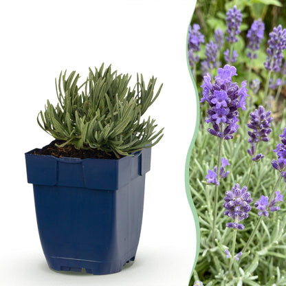 Lavande Dwarf Blue : Jeune plant en pot bleu sur fond blanc, accolé à une photo en gros plan de ses fleurs violettes en pleine floraison.
