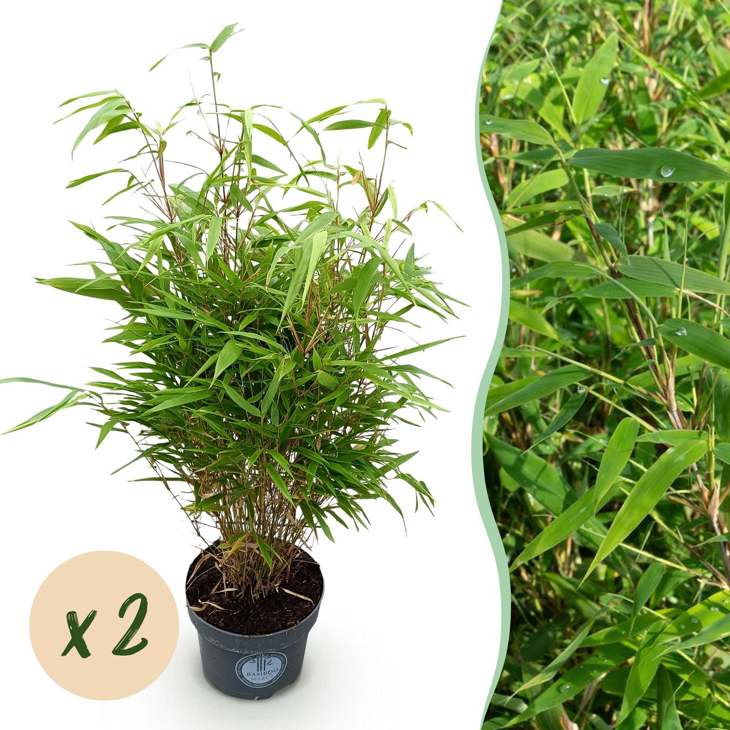 Bambou Fargesia Rufa, non invasif, en pot avec une pastille 'x 2' pour indiquer la quantité de plants vendus en lot.