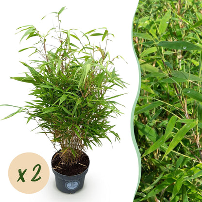 Bambou Fargesia Rufa, non invasif, en pot avec une pastille 'x 2' pour indiquer la quantité de plants vendus en lot.
