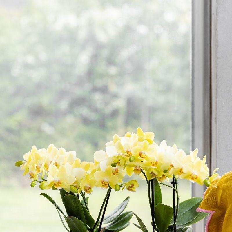 Orchidée Phalaenopsis jaune en pot