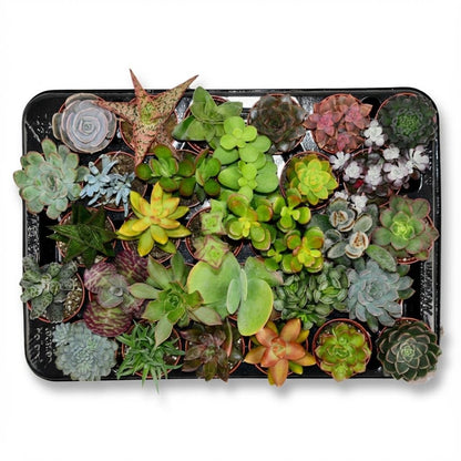 Mini Succulentes Mix plantes grasses en pot de 5,5 cm, collection variée Echeveria Sedum Crassula pour intérieur