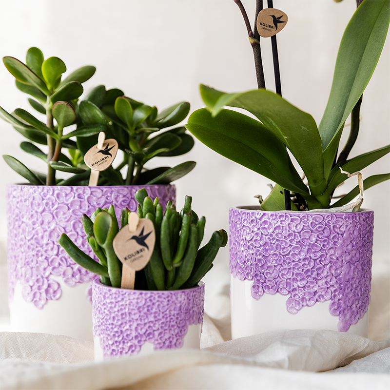 Orchidée Phalaenopsis violette en pot