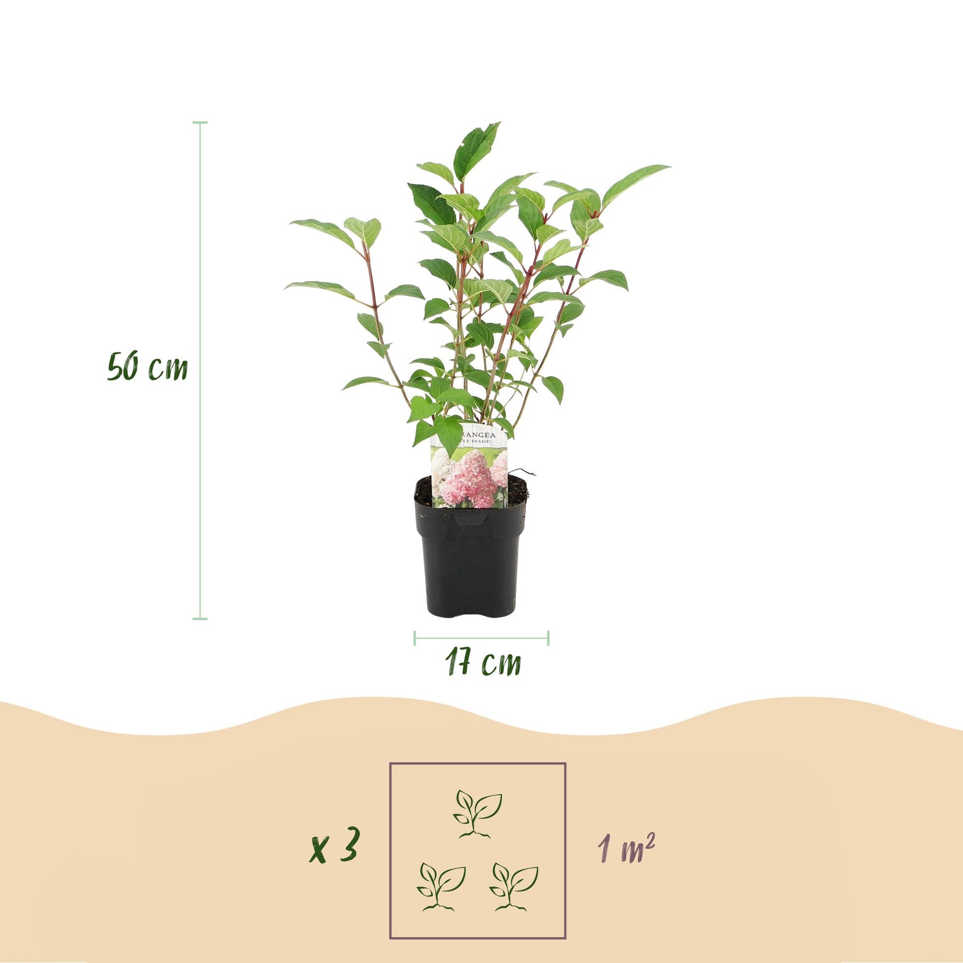 Hortensia Panachée en pot. Infographie indiquant les dimensions : hauteur de 50 cm, pot de 17 cm, et la densité de plantation de 3 plants pa