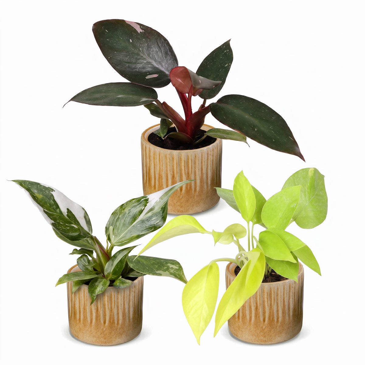 Philodendron panachés en pot de 6 cm, cache-pot miel