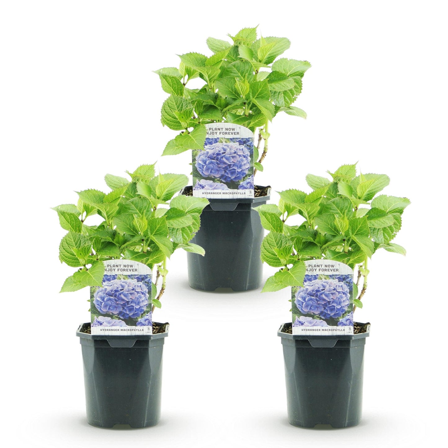Hortensia de jardin (Hydrangea macrophylla), arbuste fleuri rustique, Pot 17 cm, Hauteur 30 cm
