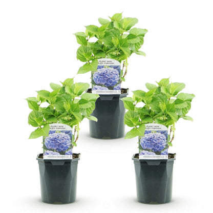 Hortensia de jardin (Hydrangea macrophylla), arbuste fleuri rustique, Pot 17 cm, Hauteur 30 cm