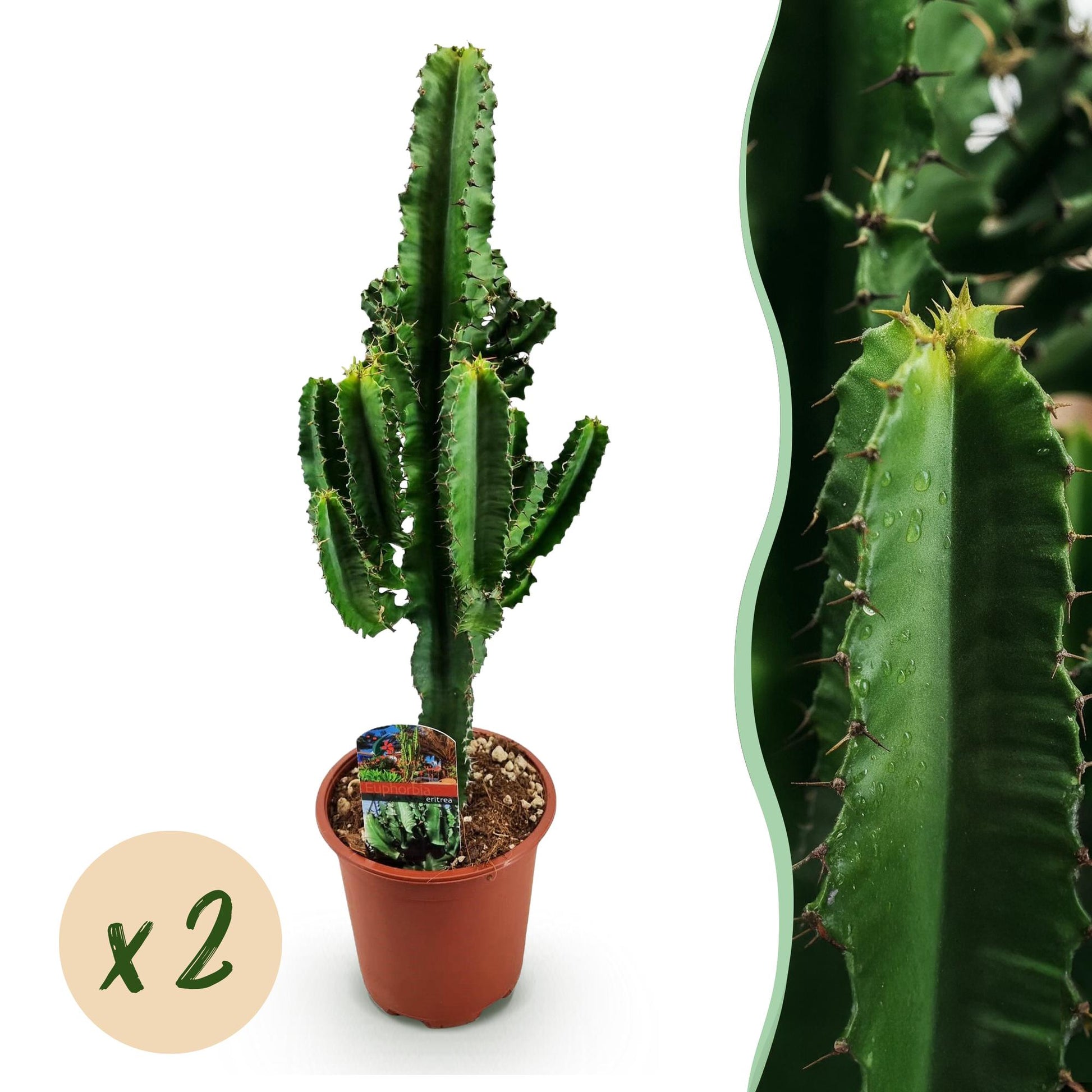 Euphorbia eritrea - Arbre à lait africain - Pot de 17cm - Hauteur 60cm - plantandstories