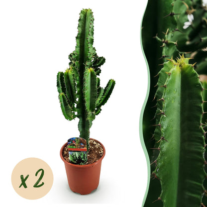 Grande Euphorbia eritrea ramifiée avec de multiples tiges épineuses dans son pot de culture marron, sur fond blanc pur