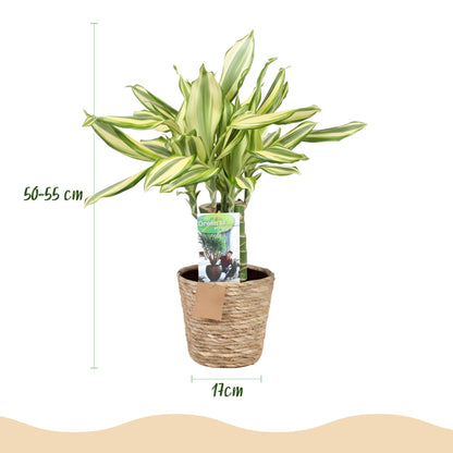 Plantes d'intérieur - Dracaena fragrans Diamond Dream - Dragon Blood Tree - Peu d'entretien - avec panier - Multicolore - 1 Plante - Pot 17cm - Hauteur 50-55cm