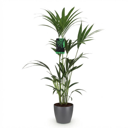 Plante d'intérieur - Howea Forsteriana - Palmier Kentia - Peu d'entretien - Vert - 1 Plante - avec Pot Gris - Pot 21cm - Hauteur 120-130cm
