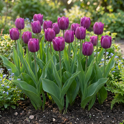 Massif de tulipes Triumph pourpres en pleine floraison dans un jardin printanier.