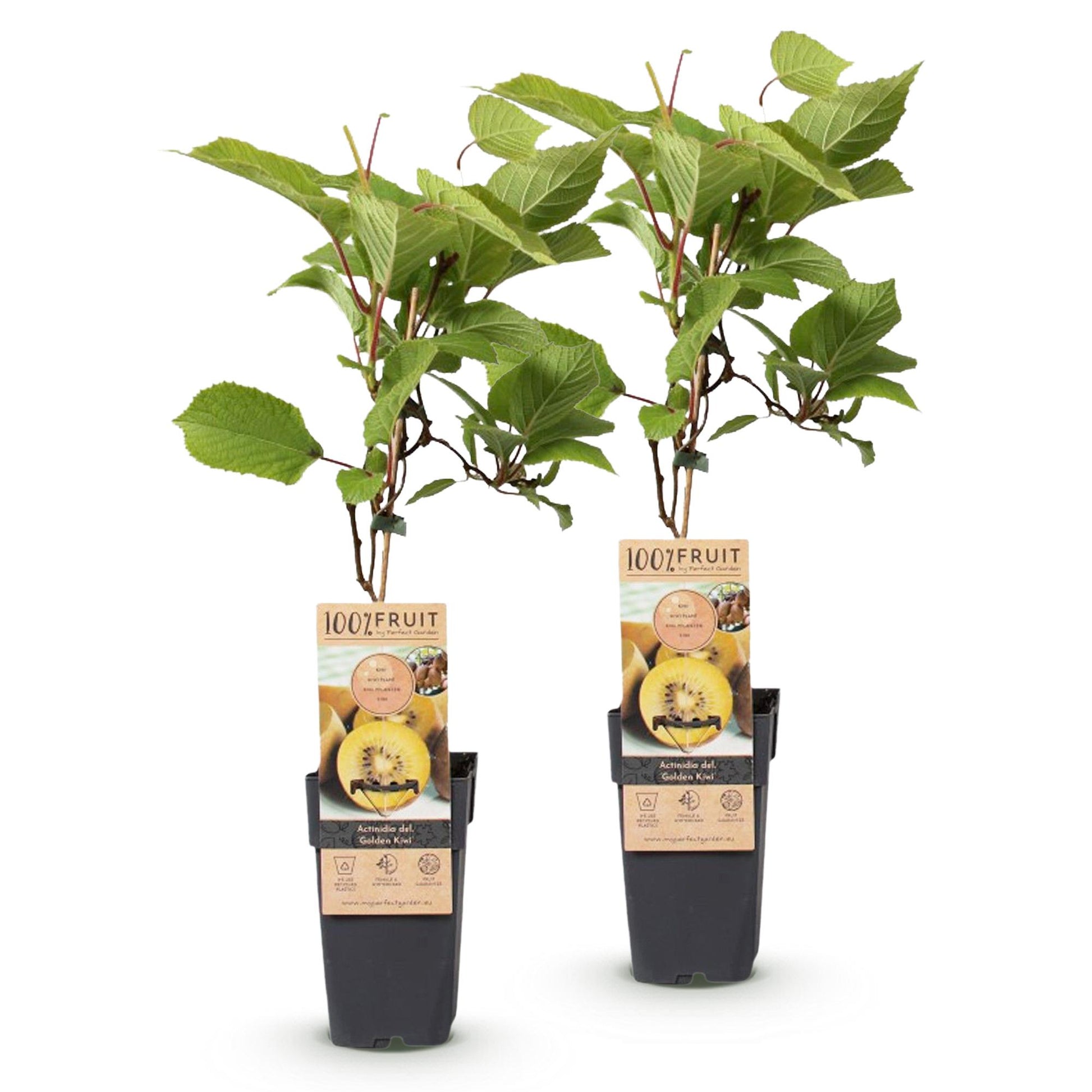 Actinidia deliciosa Golden Kiwi, 2 plants de kiwi femelles à fruits jaunes, prêts à être plantés dans votre jardin.