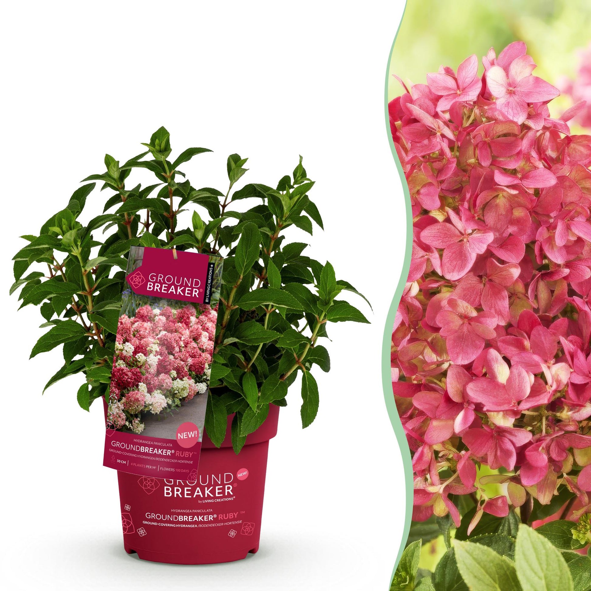 Hortensia 'Groundbreaker Ruby' : un jeune plant en pot avec une étiquette descriptive, juxtaposé à un gros plan de ses fleurs d'un rose écla