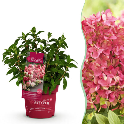 Hortensia 'Groundbreaker Ruby' : un jeune plant en pot avec une étiquette descriptive, juxtaposé à un gros plan de ses fleurs d'un rose écla