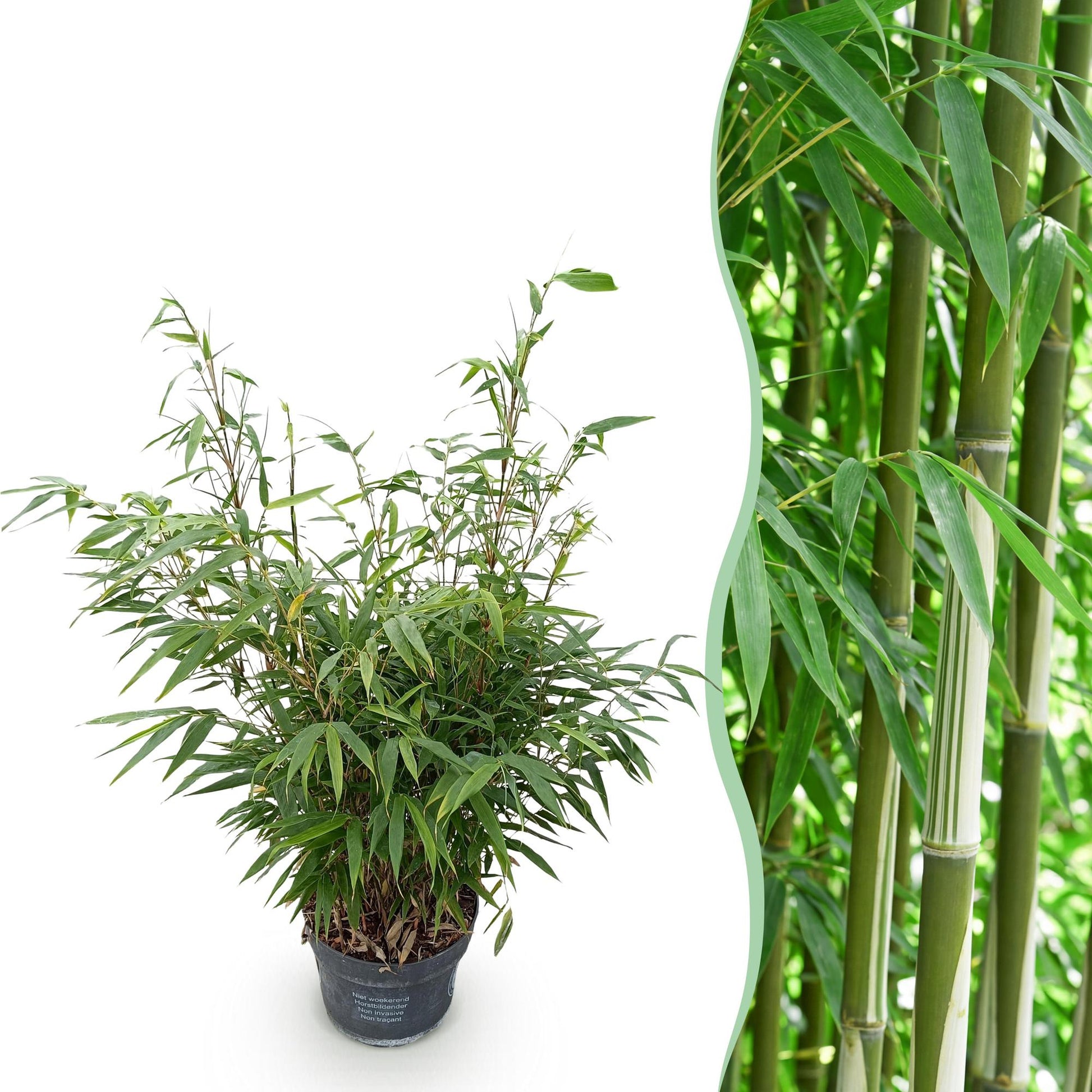 Fargesia robusta Pingwu, bambou non envahissant, en pot sur fond blanc à gauche, et image en gros plan de ses tiges vertes et feuillage à dr